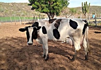 Avanza reactivación de la cuenca lechera del Valle de Santo Domingo.