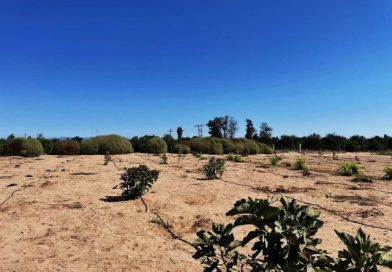 Respalda SEPADA a productores de higo en Mulegé con infraestructura e insumos.